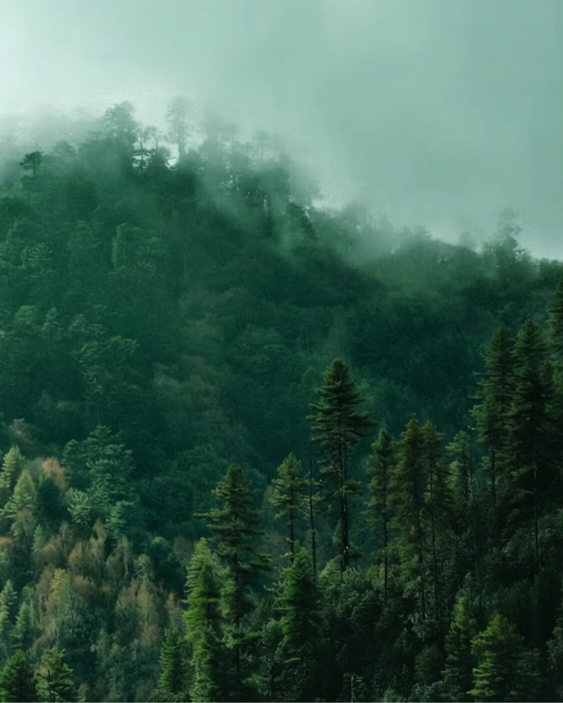 Mist rolling over a dense evergreen forest on a Bhutanese mountainside.